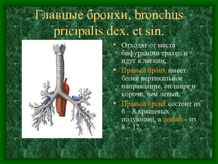 Главные бронхи, bronchus pricipalis dex. et sin. • Отходят от места бифуркации трахеи и
