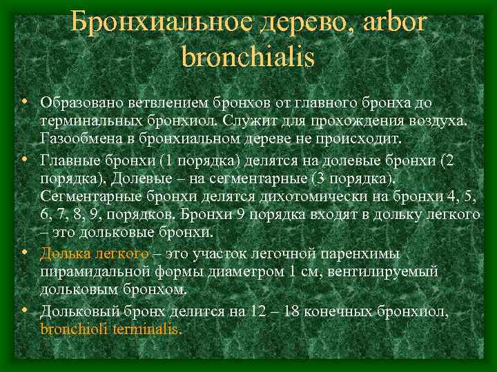 Бронхиальное дерево, arbor bronchialis • Образовано ветвлением бронхов от главного бронха до терминальных бронхиол.