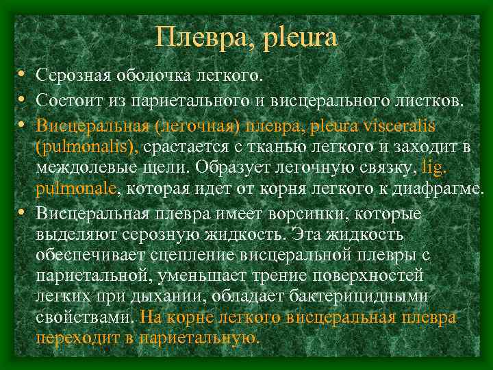 Плевра, pleura • Серозная оболочка легкого. • Состоит из париетального и висцерального листков. •