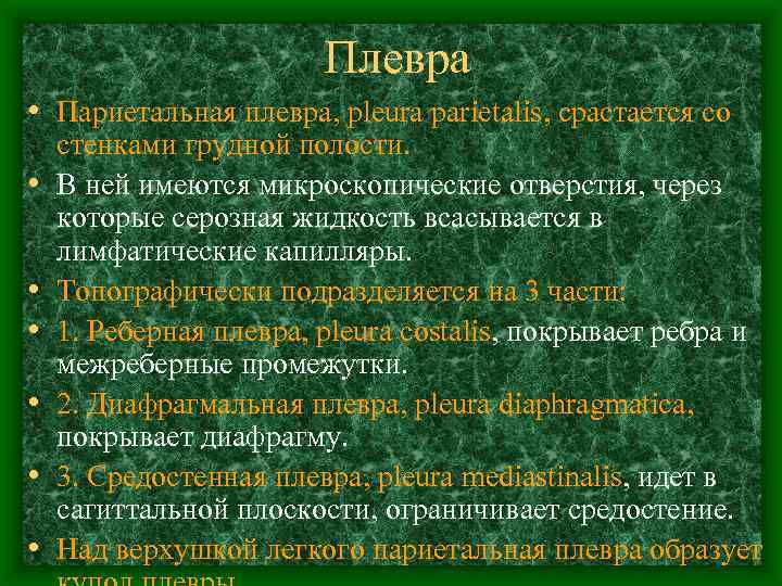 Плевра • Париетальная плевра, pleura parietalis, срастается со • • • стенками грудной полости.