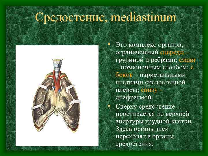 Средостение, mediastinum • Это комплекс органов, ограниченный спереди – грудиной и ребрами; сзади –