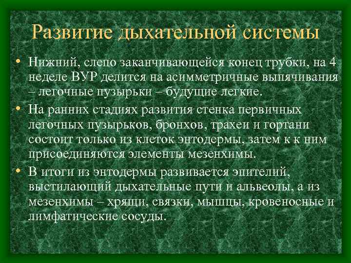 Развитие дыхательной системы • Нижний, слепо заканчивающейся конец трубки, на 4 неделе ВУР делится