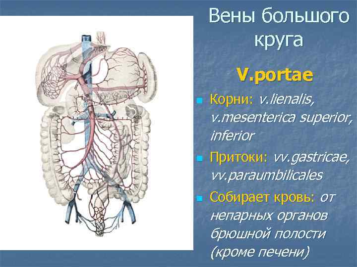 Вены большого круга V. portae n n n Корни: v. lienalis, v. mesenterica superior,