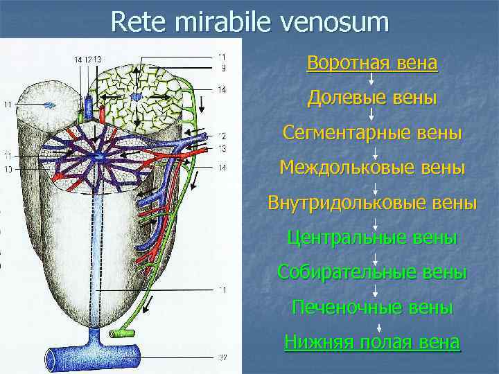 Rete mirabile venosum Воротная вена Долевые вены Сегментарные вены Междольковые вены Внутридольковые вены Центральные