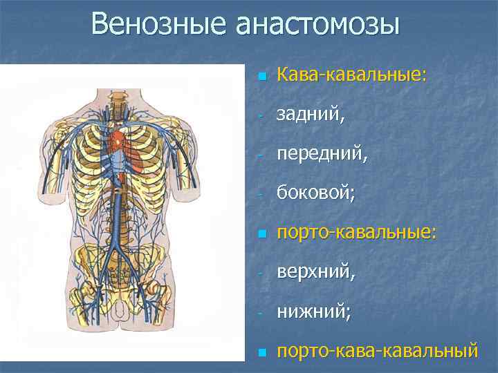Венозные анастомозы n Кава-кавальные: - задний, - передний, - боковой; n порто-кавальные: - верхний,