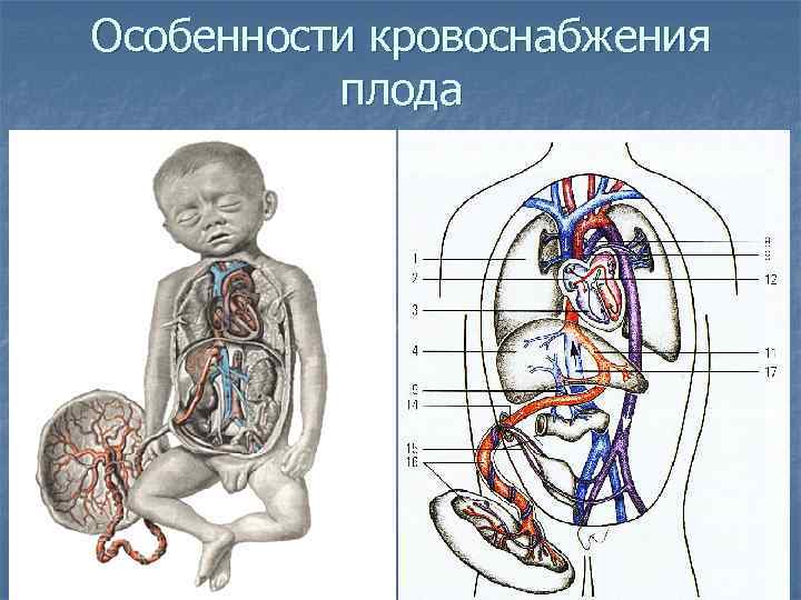 Где проходит брюшная аорта у человека фото