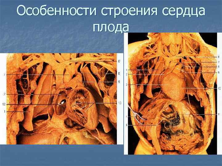 Особенности строения сердца плода 