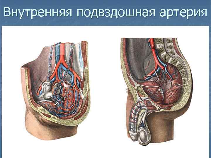 Внутренняя подвздошная артерия 