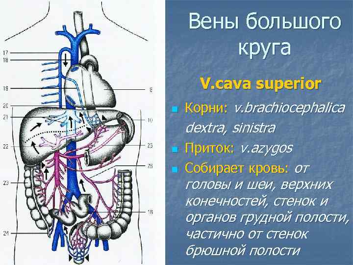 Вены большого круга V. cava superior n Корни: v. brachiocephalica n dextra, sinistra Приток: