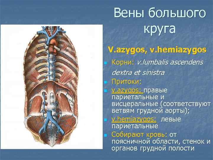 Вены большого круга V. azygos, v. hemiazygos n Корни: v. lumbalis ascendens dextra et