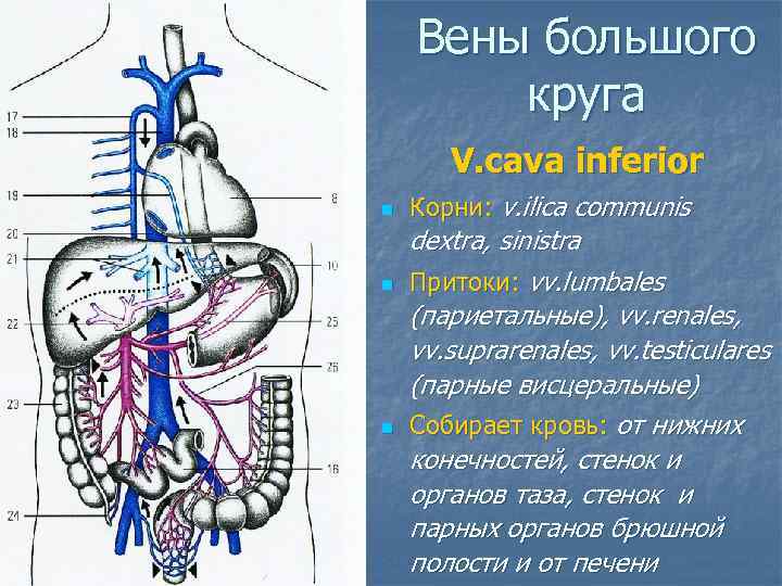 Вены большого круга V. cava inferior n n n Корни: v. ilica communis dextra,