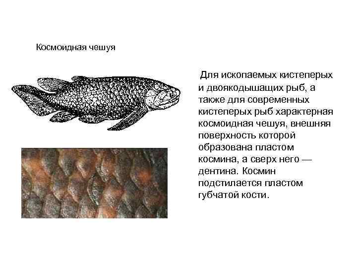 Особенности чешуи рыбы. Строение чешуи щуки. Кистепёрые и двоякодышащие рыбы. Строение ганоидной чешуи рыбы. Типы чешуи космоидная.