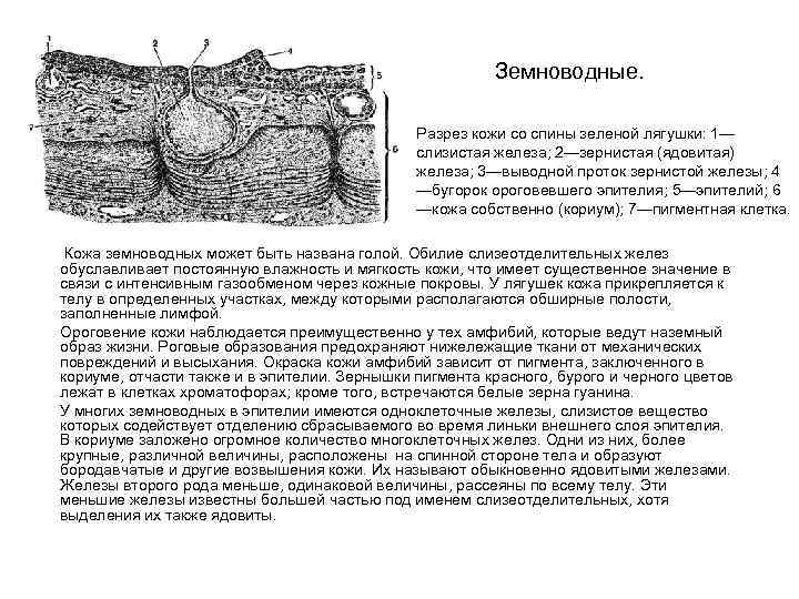 Земноводные. Разрез кожи со спины зеленой лягушки: 1— слизистая железа; 2—зернистая (ядовитая) железа; 3—выводной