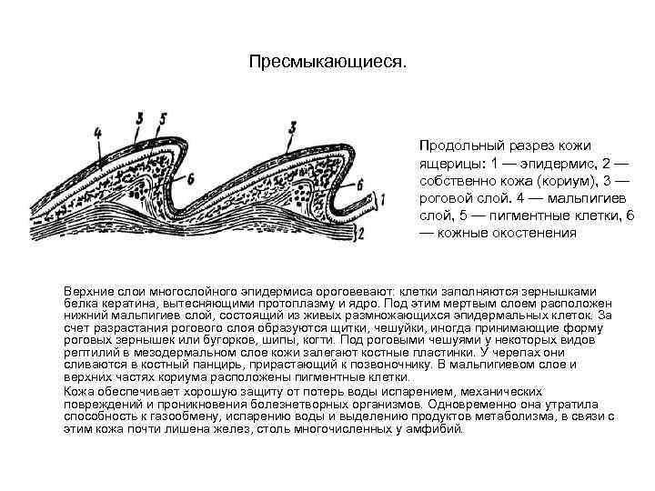 Кожа рептилий строение