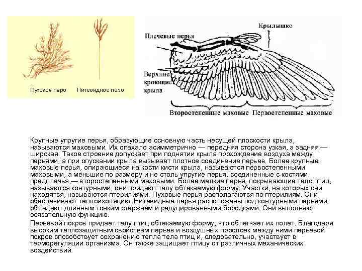 Крупные упругие перья, образующие основную часть несущей плоскости крыла, называются маховыми. Их опахало асимметрично