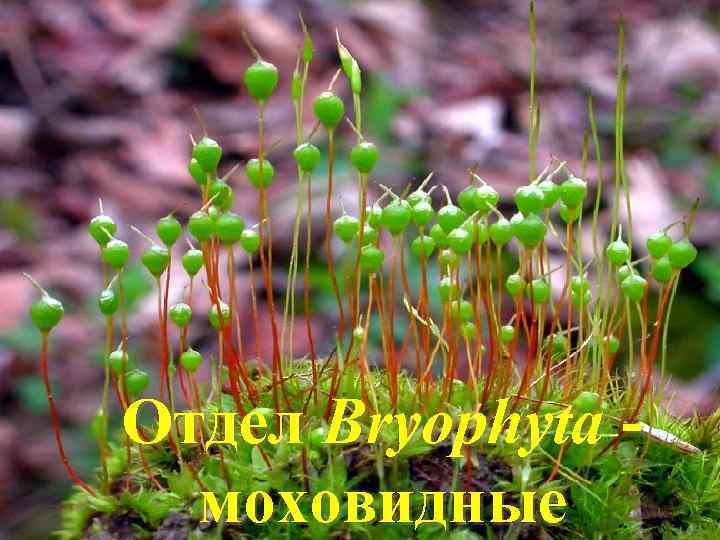 Отдел Bryophyta моховидные 