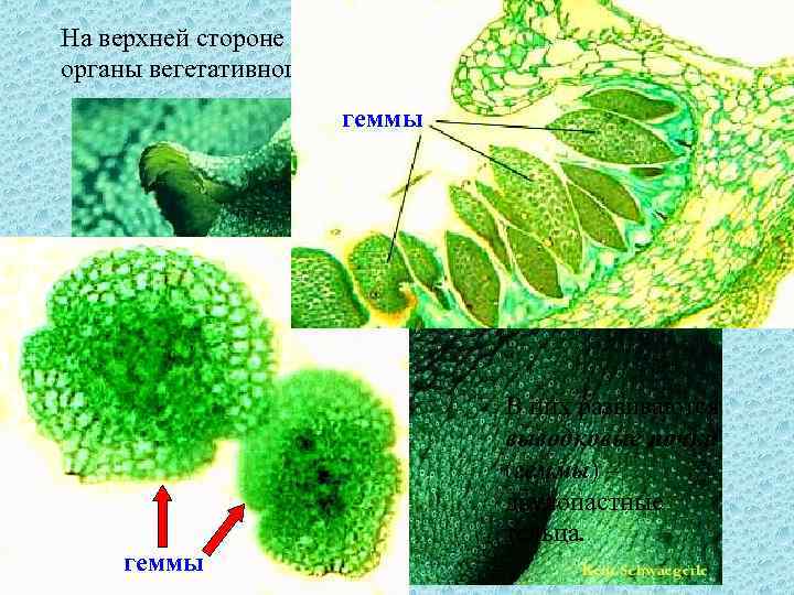 На верхней стороне образуются выводковые корзиночки – органы вегетативного размножения. геммы В них развиваются