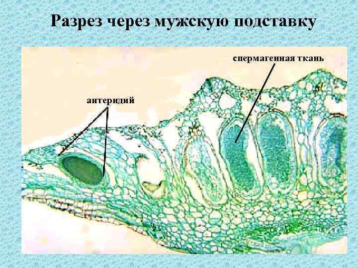 Разрез через мужскую подставку спермагенная ткань антеридий 