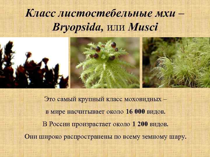 Класс листостебельные мхи – Bryopsida, или Musci Это самый крупный класс моховидных – в