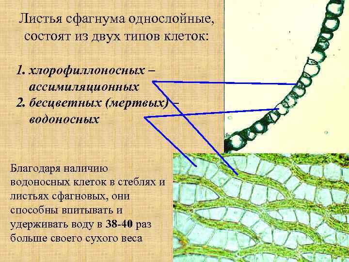 Листья сфагнума однослойные, состоят из двух типов клеток: 1. хлорофиллоносных – ассимиляционных 2. бесцветных