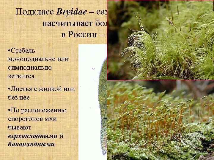 Подкласс Bryidae – самый крупный подкласс, насчитывает более 15 000 видов, в России –