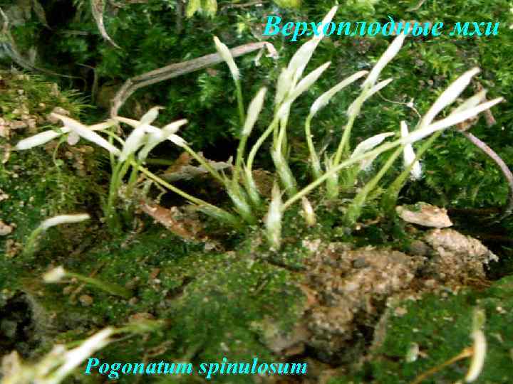 Верхоплодные мхи Pogonatum spinulosum 
