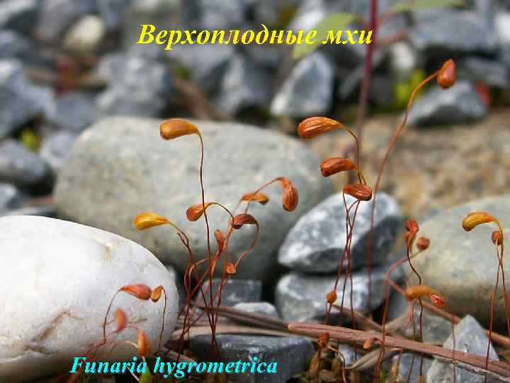 Верхоплодные мхи Funaria hygrometrica 