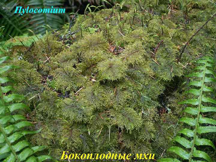 Hylocomium Бокоплодные мхи 