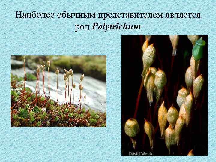 Наиболее обычным представителем является род Polytrichum 