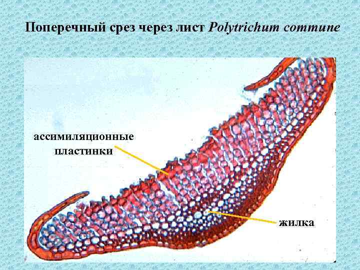 Поперечный срез через лист Polytrichum commune ассимиляционные пластинки жилка 