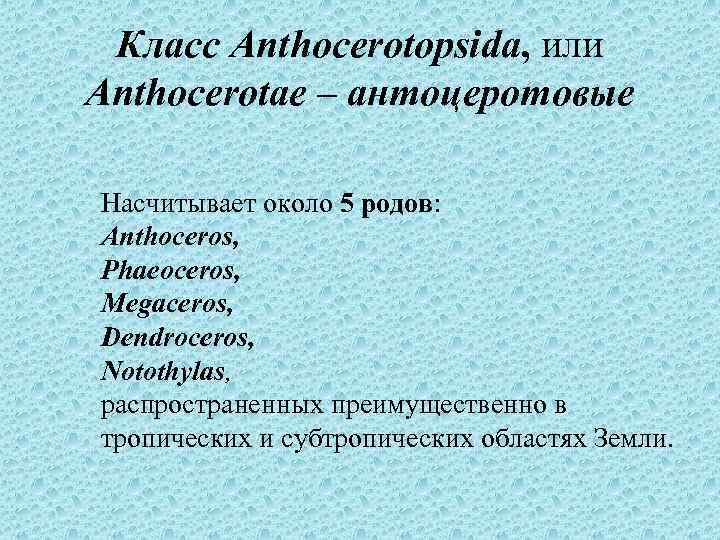 Класс Anthocerotopsida, или Anthocerotae – антоцеротовые Насчитывает около 5 родов: Anthoceros, Phaeoceros, Megaceros, Dendroceros,