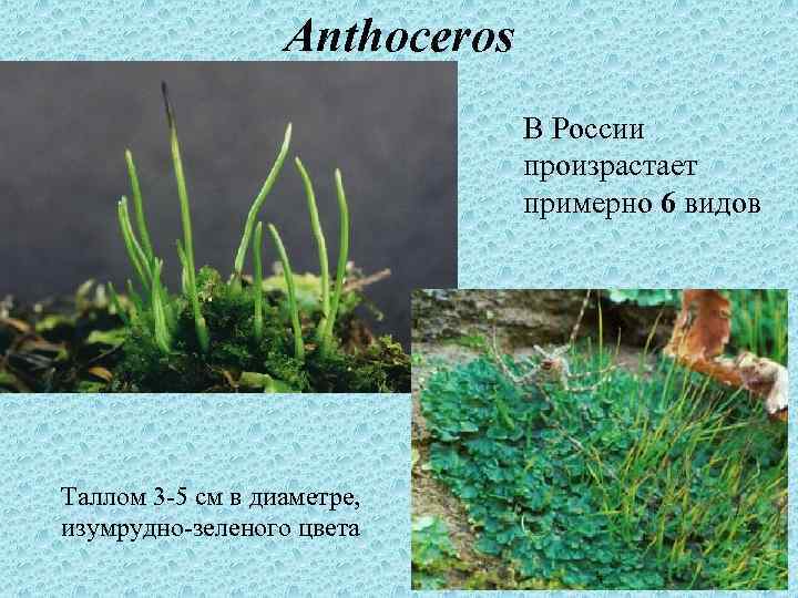 Anthoceros В России произрастает примерно 6 видов Таллом 3 -5 см в диаметре, изумрудно-зеленого