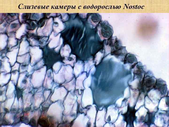 Слизевые камеры с водорослью Nostoc 