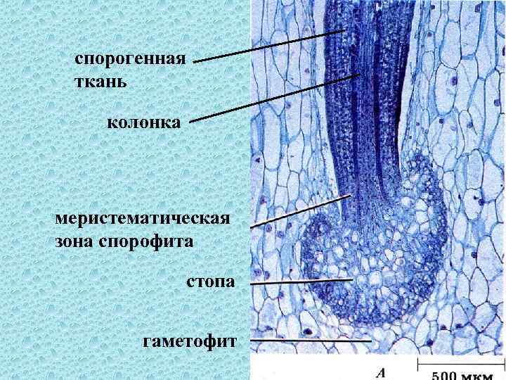 спорогенная ткань колонка меристематическая зона спорофита стопа гаметофит 