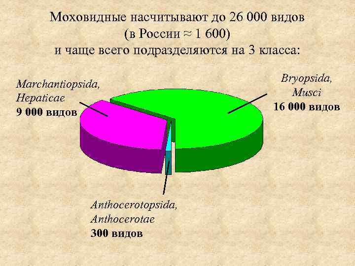 Моховидные насчитывают до 26 000 видов (в России ≈ 1 600) и чаще всего