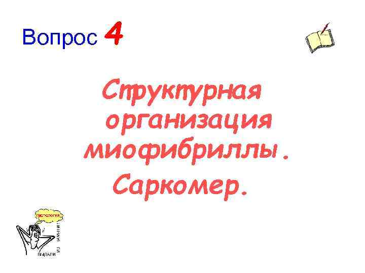 Вопрос 4 Структурная организация миофибриллы. Саркомер. 