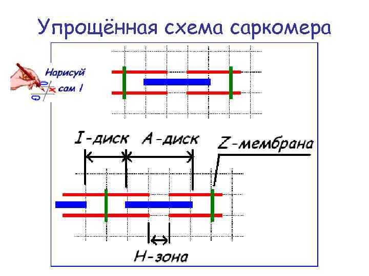 Упрощённая схема саркомера 