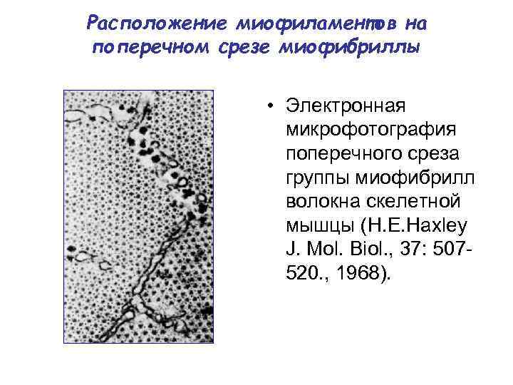 Расположение миофиламентов на поперечном срезе миофибриллы • Электронная микрофотография поперечного среза группы миофибрилл волокна