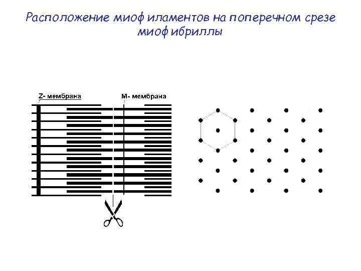 Расположение миофиламентов на поперечном срезе миофибриллы 