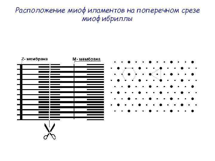 Расположение миофиламентов на поперечном срезе миофибриллы 