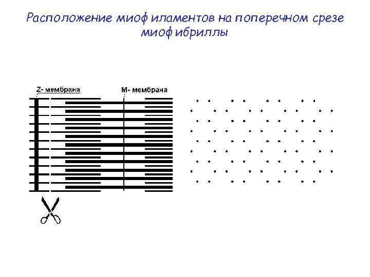 Расположение миофиламентов на поперечном срезе миофибриллы 