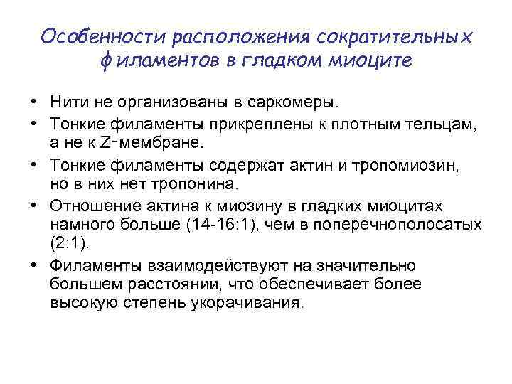 Особенности расположения сократительных филаментов в гладком миоците • Нити не организованы в саркомеры. •