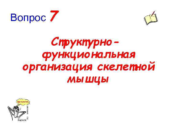 Вопрос 7 Структурнофункциональная организация скелетной мышцы 