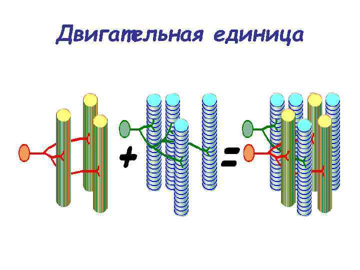 Двигательная единица 