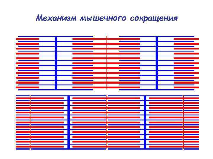 Механизм мышечного сокращения 