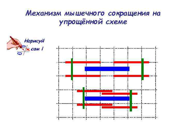 Механизм мышечного сокращения на упрощённой схеме 