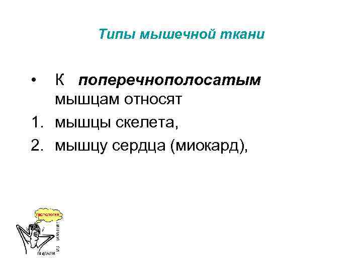 Типы мышечной ткани • К поперечнополосатым мышцам относят 1. мышцы скелета, 2. мышцу сердца