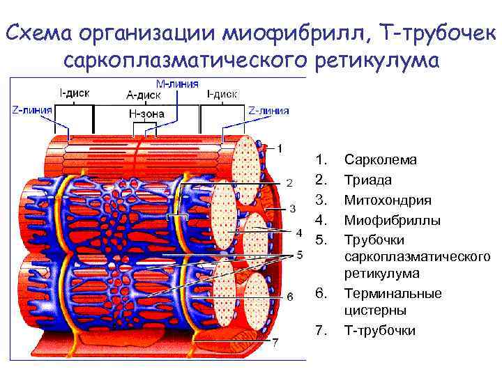 Схема организации миофибрилл, Т-трубочек саркоплазматического ретикулума 1. 2. 3. 4. 5. 6. 7. Сарколема