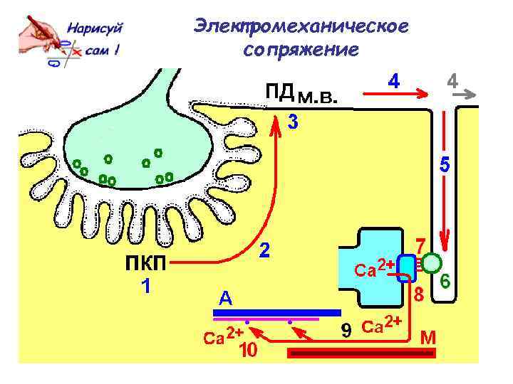 Электромеханическое сопряжение 