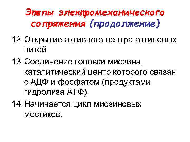 Этапы электромеханического сопряжения (продолжение) 12. Открытие активного центра актиновых нитей. 13. Соединение головки миозина,